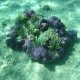 35- Corail mauve dans l'eau limpide du lagon 